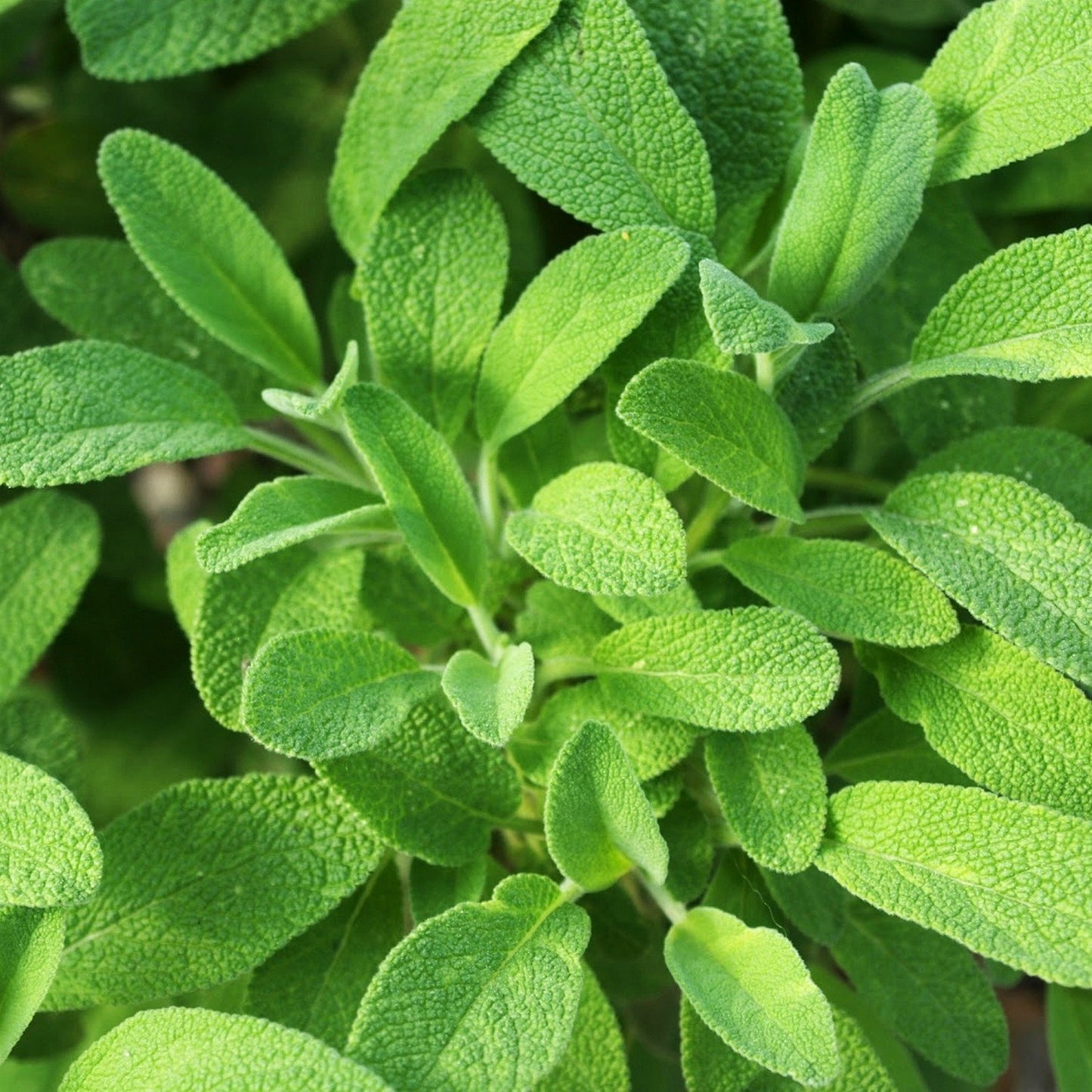 Sage Herb Seeds