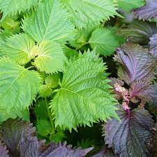 Green Shiso (Perilla frutescens) Ornamental Herb Seeds - Green & Purple