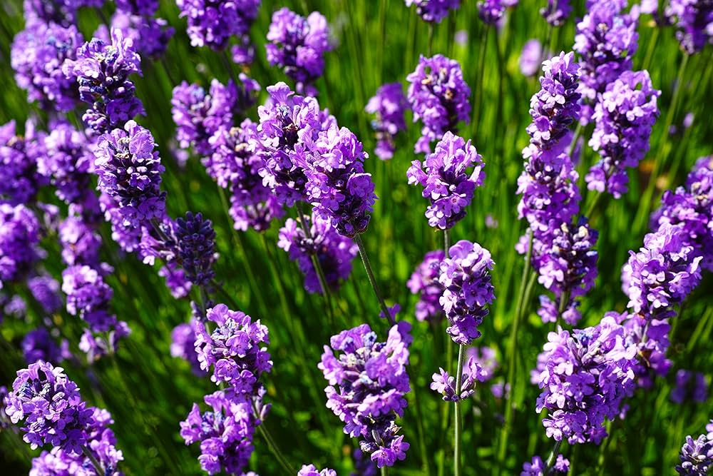 How to grow White Lavender from seeds easily