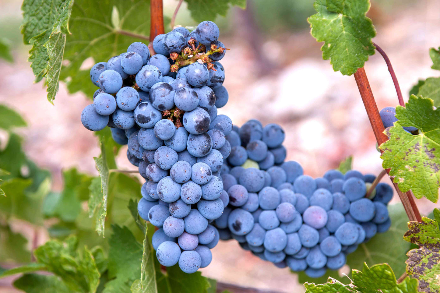 Wine Grape Fruit Seeds