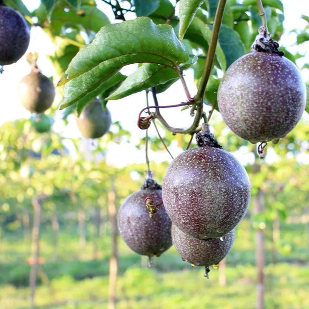 passion fruit seeds for planting Passiflora Edulis Passion Fruit Seeds for Planting – Heirloom, Non-GMO – Pure Asia Seeds