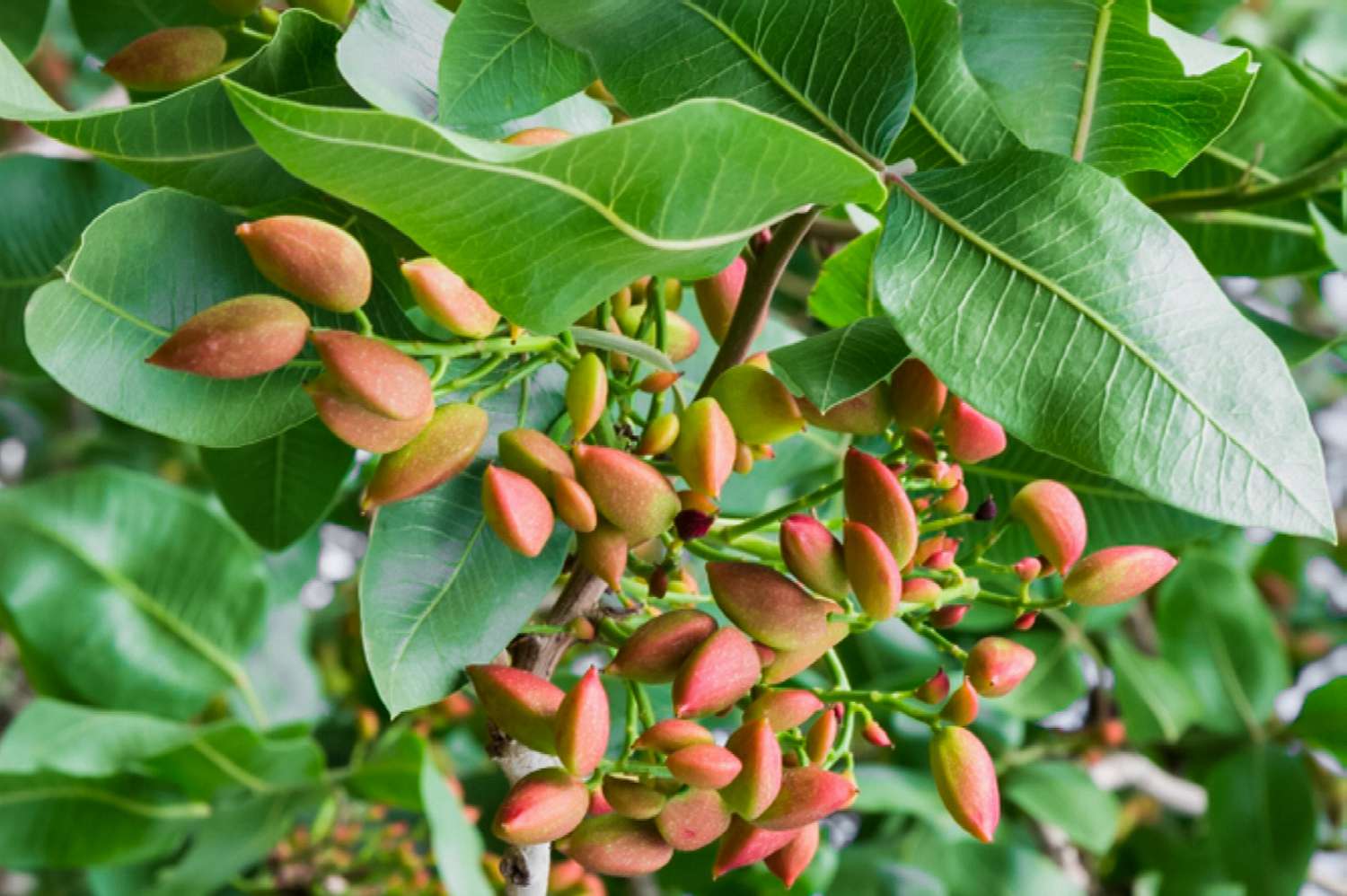 where to buy pistachio seeds for planting Pistachio Tree Seeds for Planting – Heirloom, Non-GMO, Edible, Easy to – Pure Asia Seeds