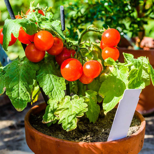 Campari Tomato Vegetable Seeds for Planting – Heirloom, Non-GMO, Easy to Grow, Heirloom Variety