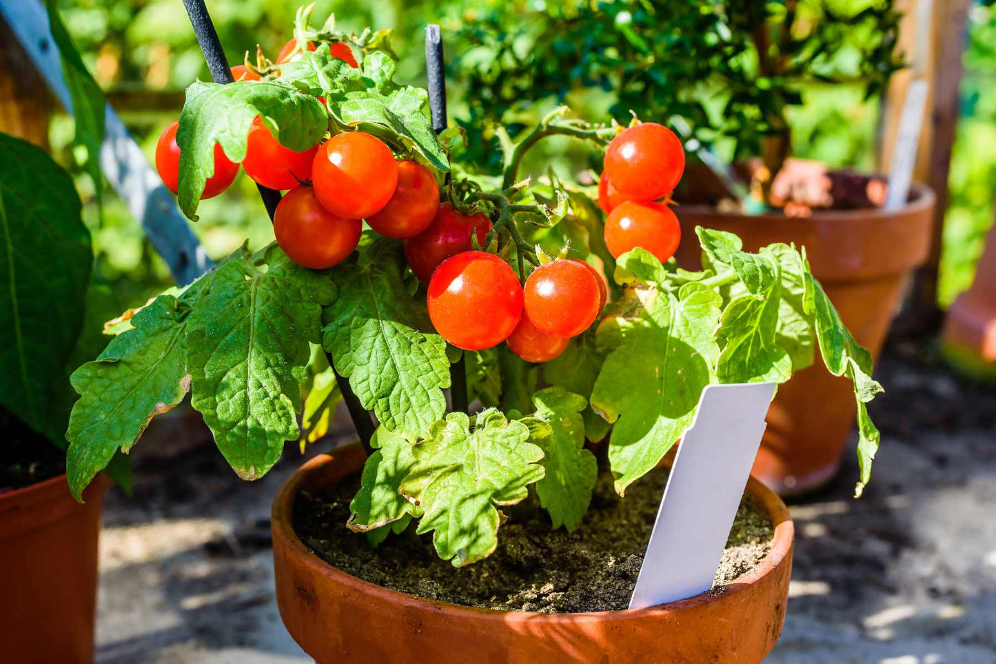 Campari Tomato Vegetable Seeds