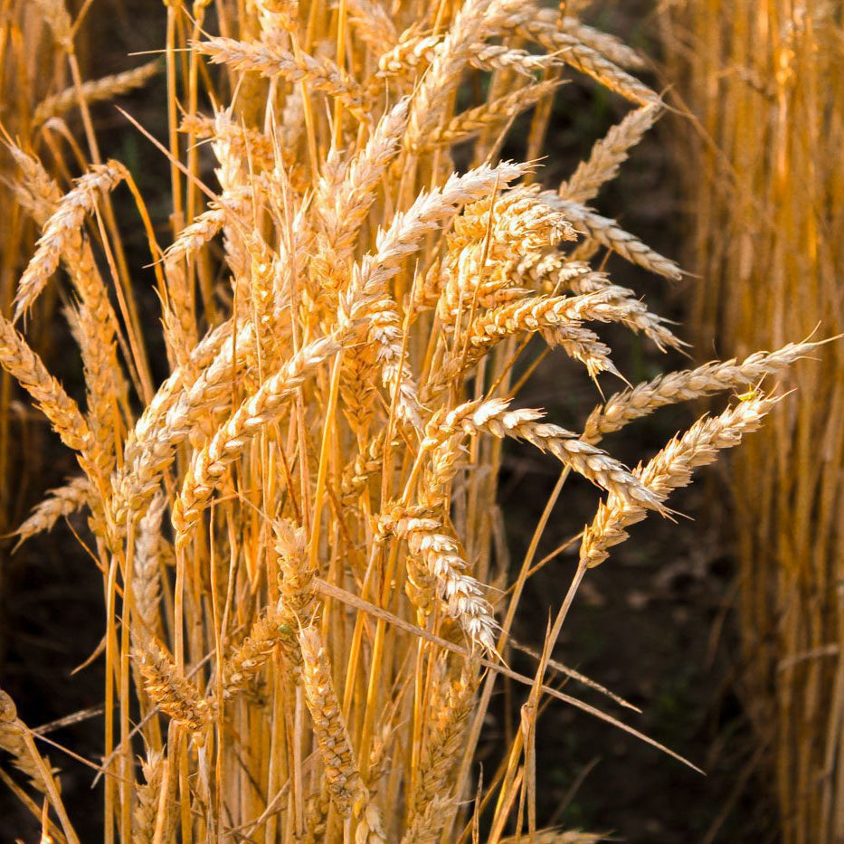 Semillas de hierba de trigo Red Fife