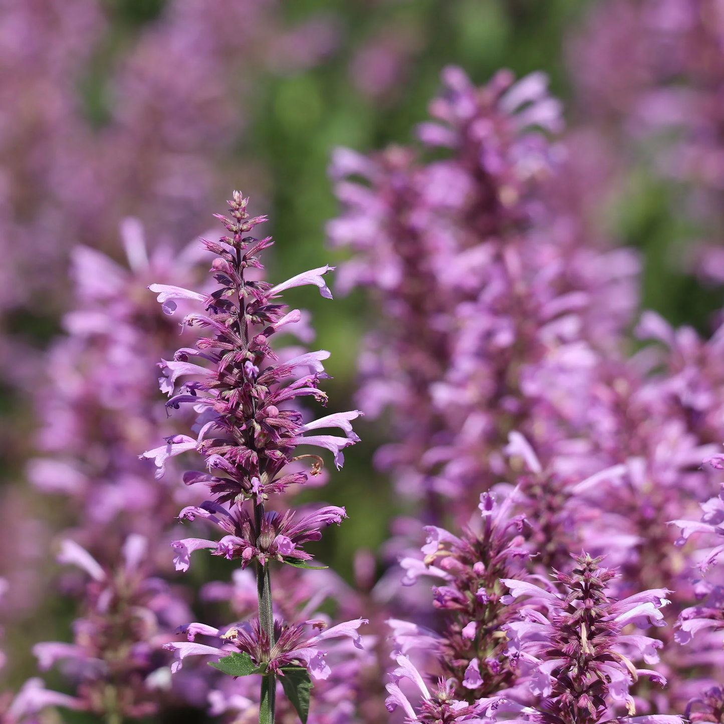 Rose Mint Agastache Flower Seeds