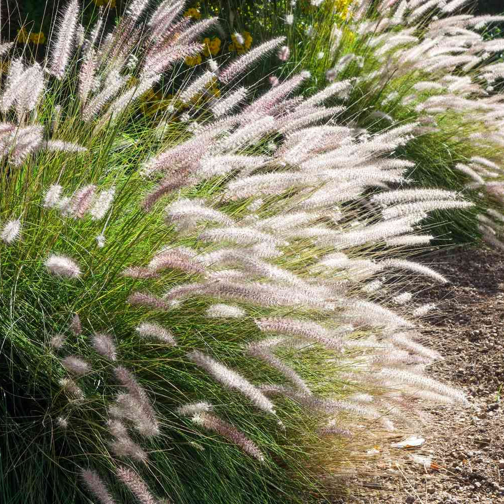 White Fountain Grass Flower Seeds