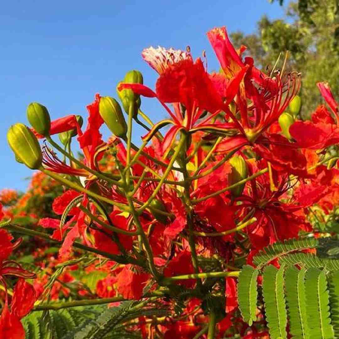 Graines d'arbre Delonix Regia
