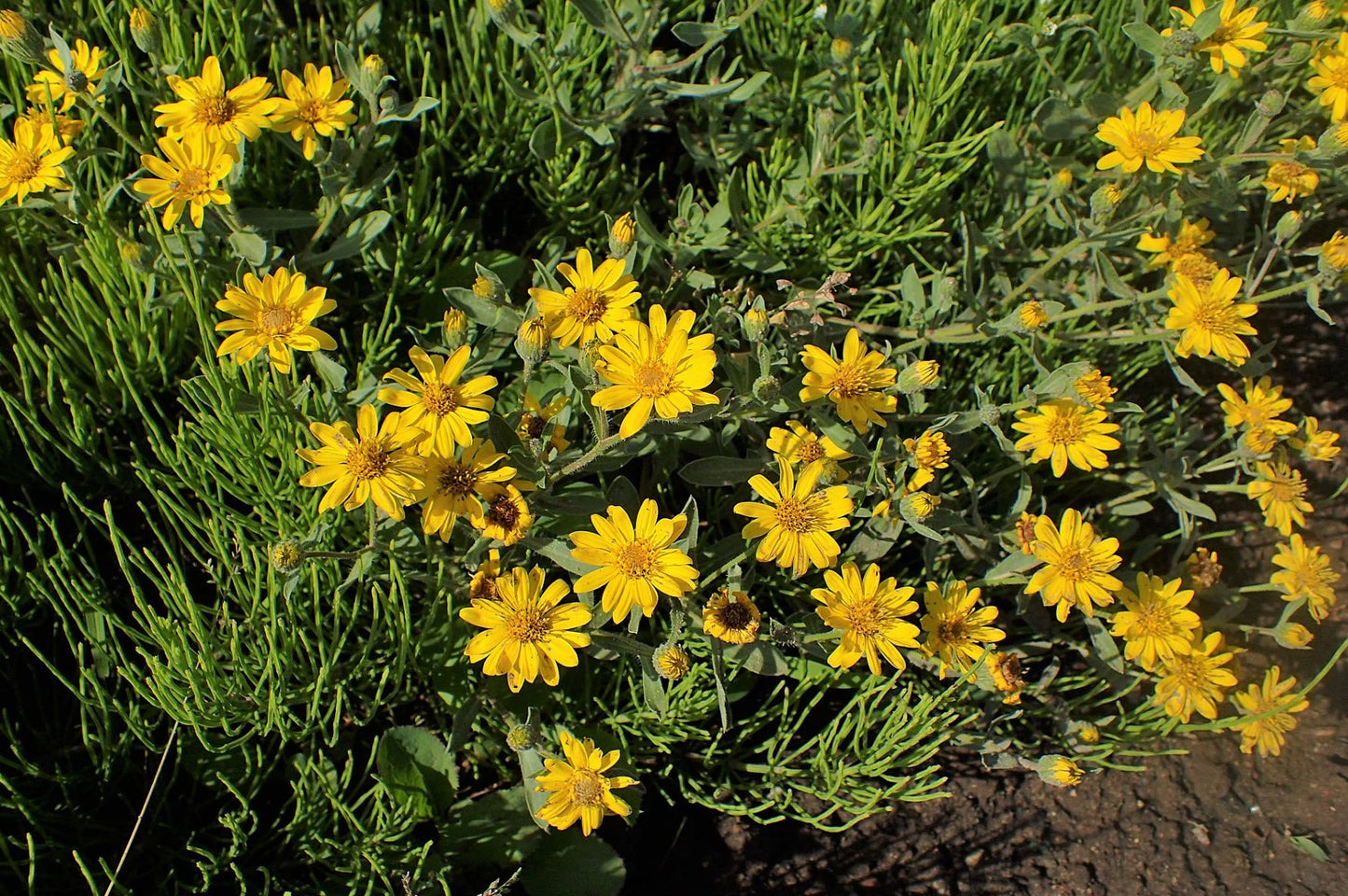 Hairy Golden Aster (Chrysopsis heterotheca villosa) Herb Yellow Flower Seeds