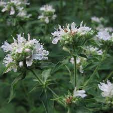 Hairy Mountain Mint (Pycnanthemum pilosum) Herb Flower Seeds