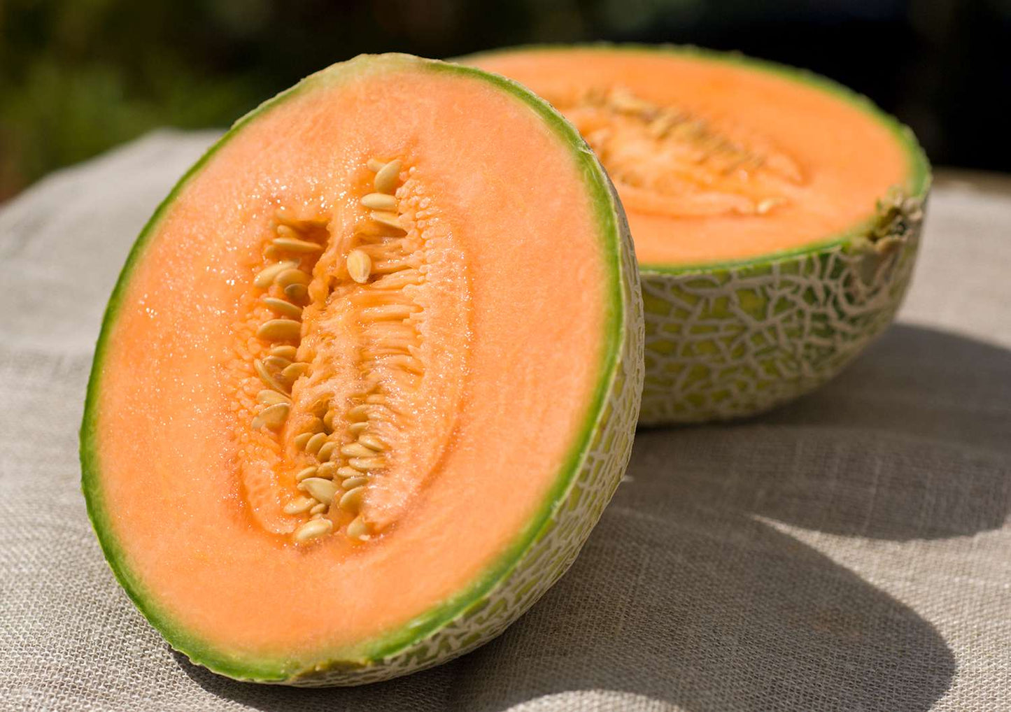 Hale's Best Jumbo Cantaloupe (Cucumis melo) Orange Muskmelon Fruit Seeds