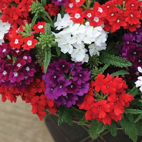 Hanging Verbena flowers in vibrant colors