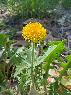Dandelion Seeds - Italian (Taraxacum officinale)