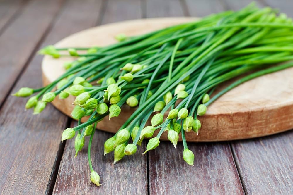 Garlic Chives (Allium tuberosum) Seeds