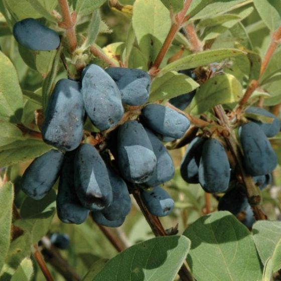 Honeyberry (Blue Honeysuckle) Lonicera caerulea Edible Fruit Shrub Seeds