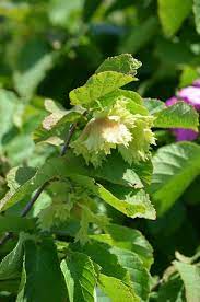 American Hazelnut Tree (Corylus americana) Fruit Nut Seeds