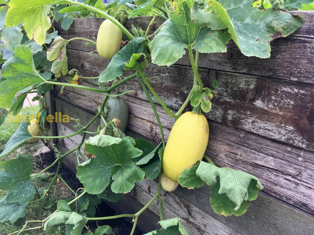 Spaghetti Squash Vegetable Seeds for Easy Planting