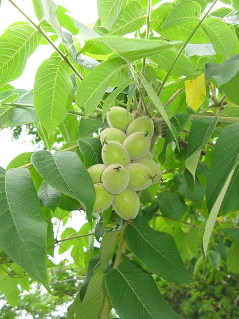 Herznussbaum-Samen - Juglans ailantifolia var. cordiformis
