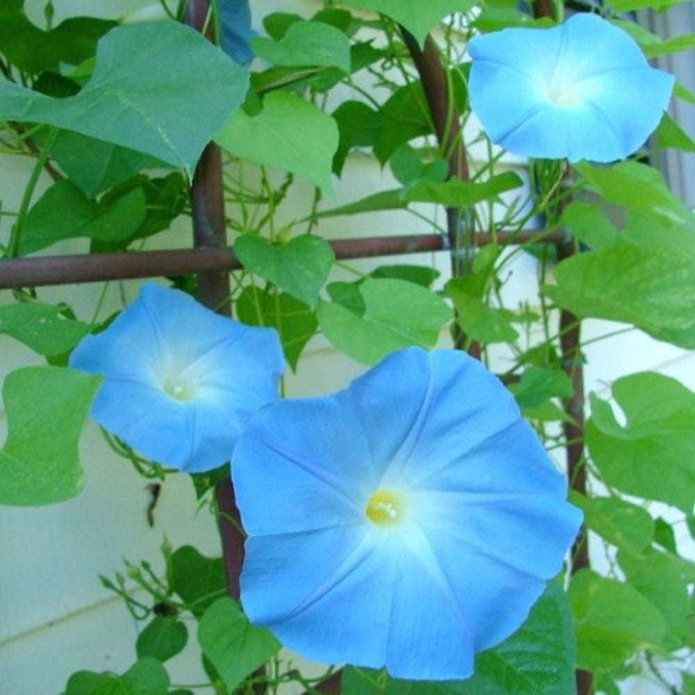 Prunkwinde 'Heavenly Blue' Blumensamen