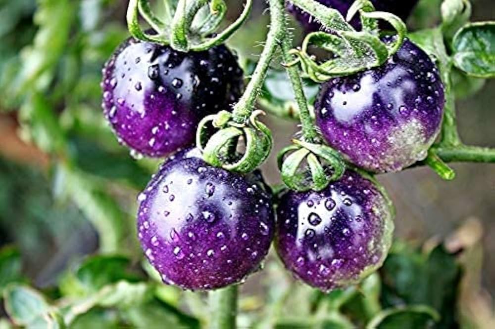 Brandywine Purple Tomato Seeds – Heirloom Tomatoes for Rich, Flavorful Harvests