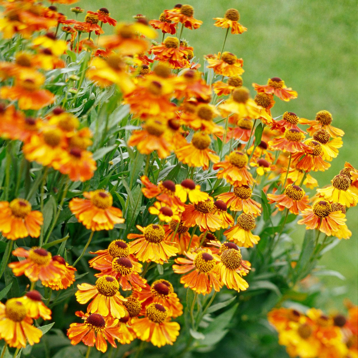 Helenium 'Herbstblätter' Blumensamen