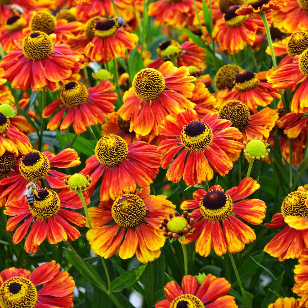 Helenium Autumnale Flower Seeds