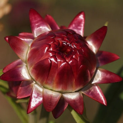 Red Helichrysum Italicum Flower seeds for Planting - Low Maintenance, Heirloom & GMO Free Seeds for Home Garden
Sale for planting in home garden