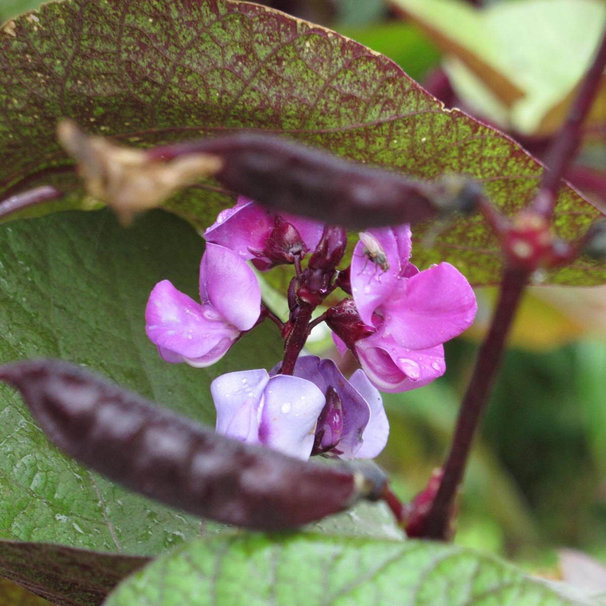 Hyacinth Bean Lablab Purpureus Vegetable Seeds