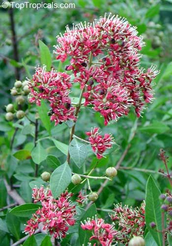 Common Henna (Lawsonia inermis) Dye Plant Tattoo Flower Tree Seeds
