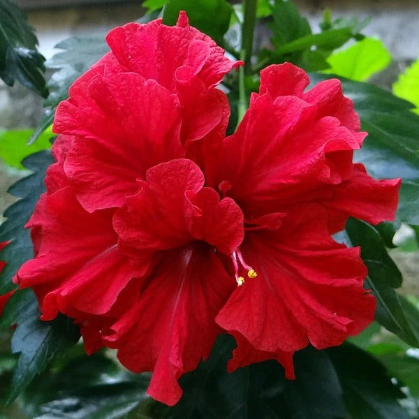 Double Red Hibiscus Flower Seeds