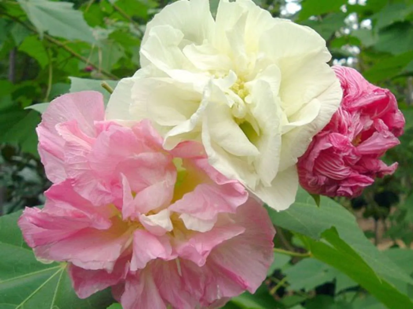 Double Confederate Rose Flower Seeds