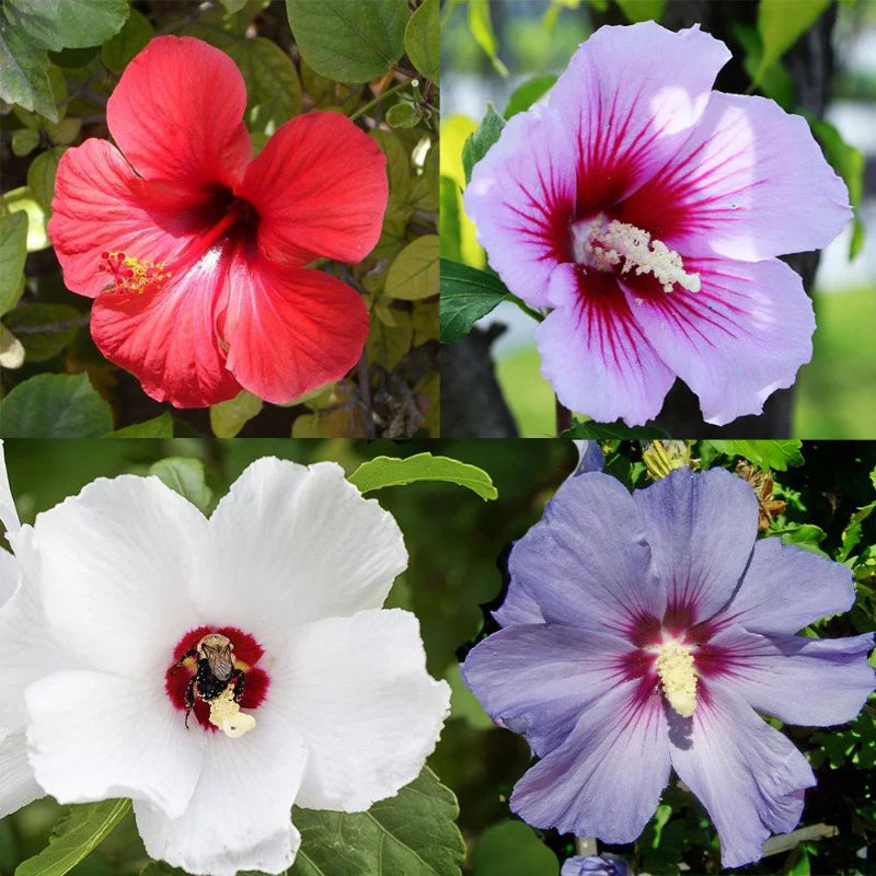 Dinner Plate Hibiscus Flower Seeds