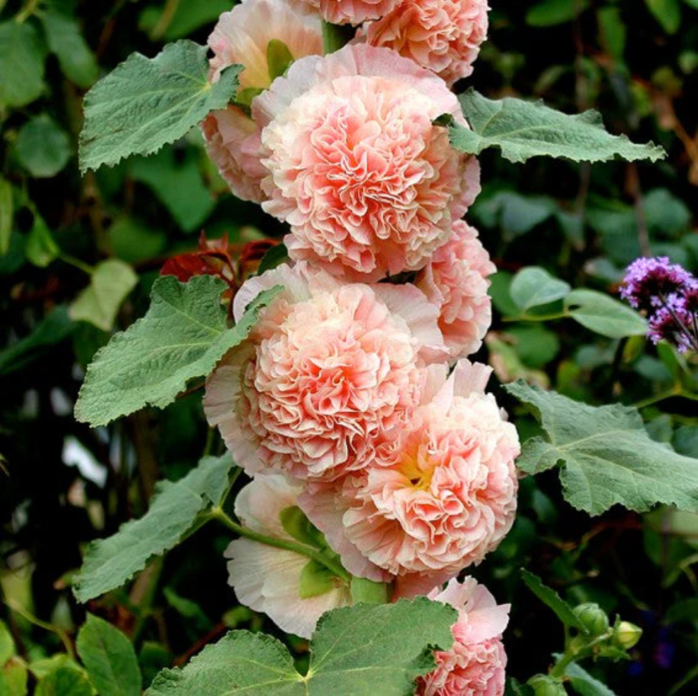 Peach Hollyhock Flower Seeds