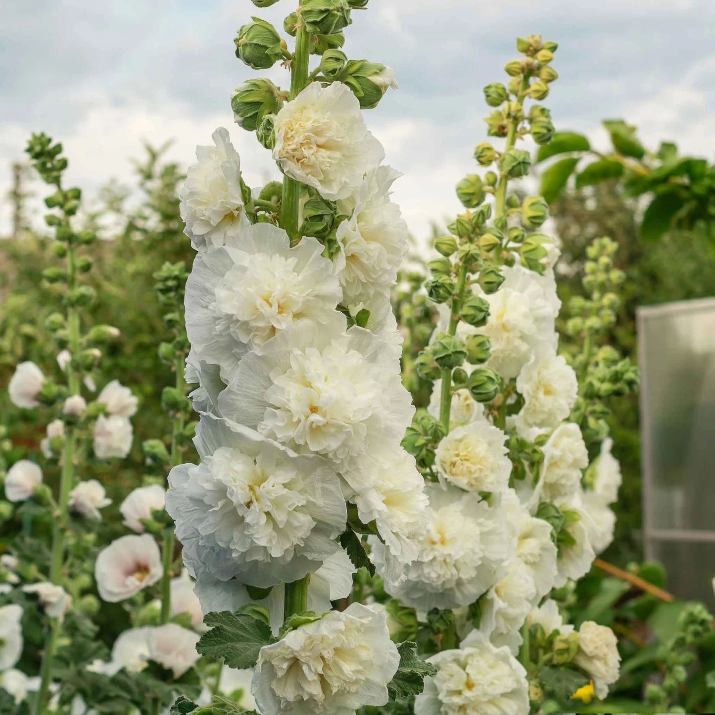 Double White Hollyhock Flower Seeds