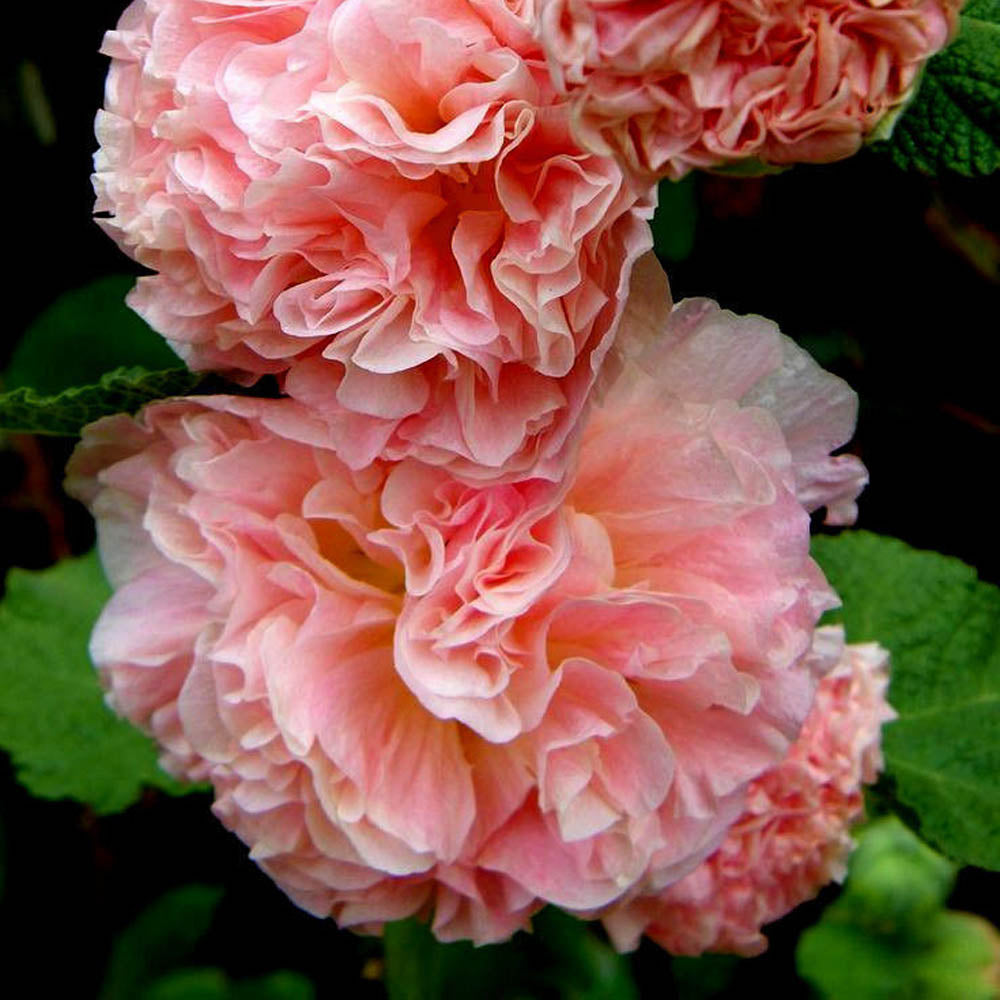 Bride's Bouquet Double Hollyhock Flower Seeds