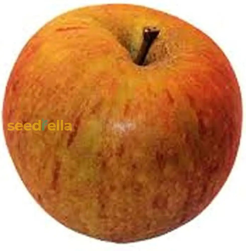 Orange Apple Seeds for Planting Grow Your Own Unique Fruit