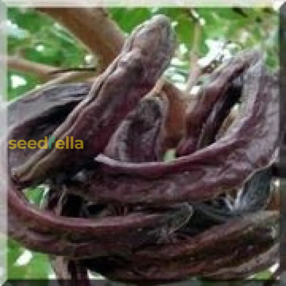 Black Carob Tree Seeds for Planting