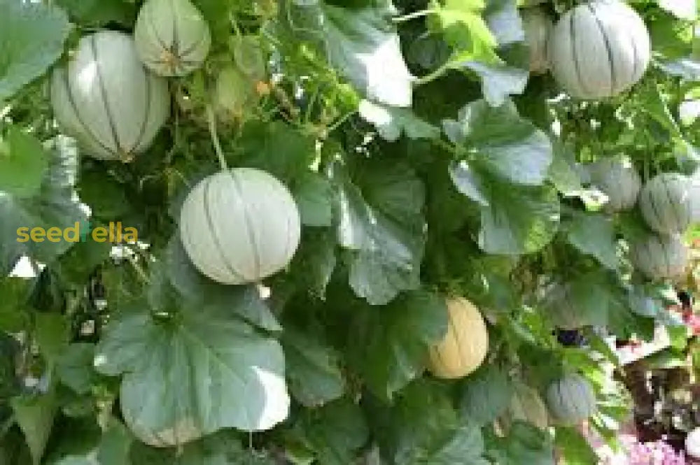 Charentais Melon Seeds for Planting