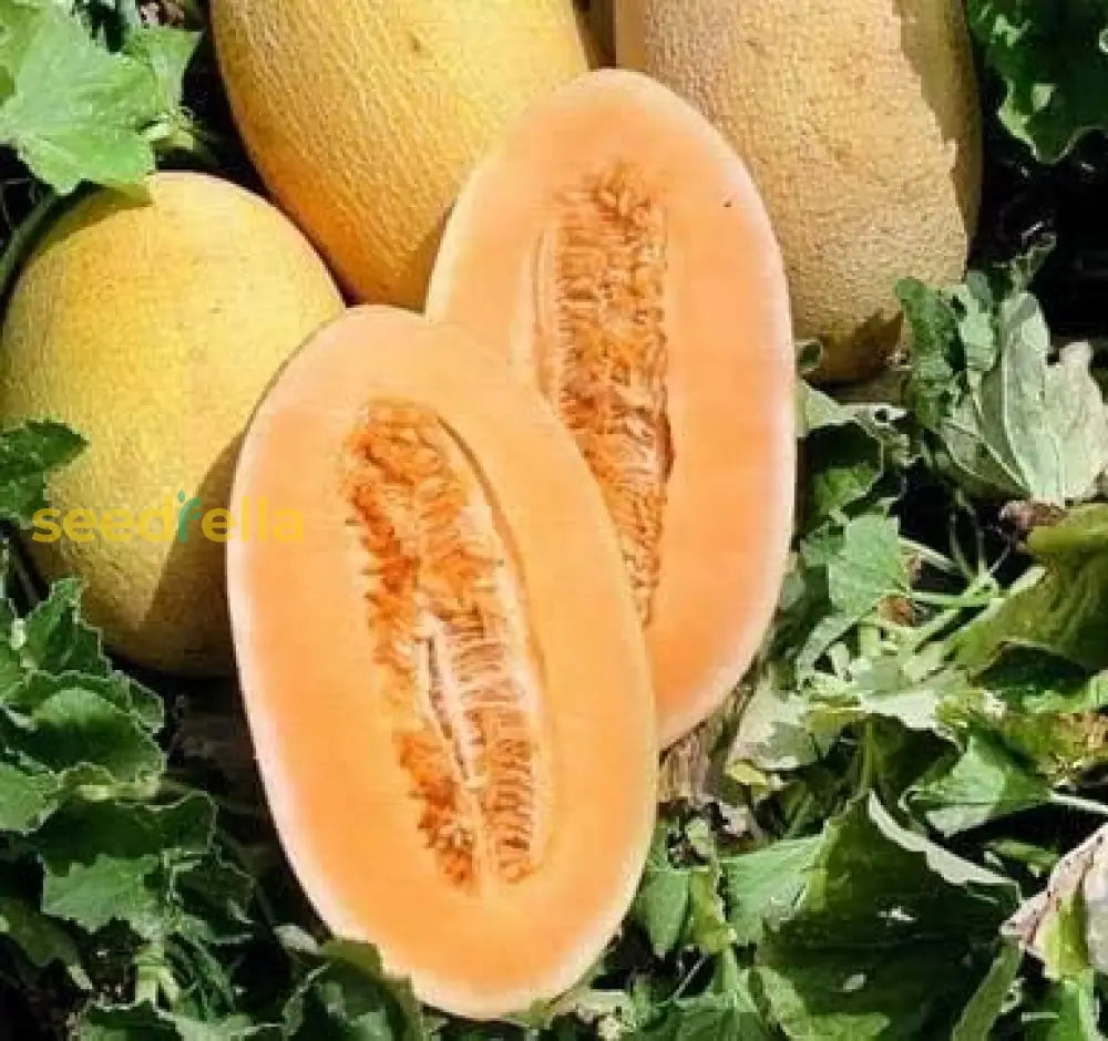 Hami Melon Seeds for Planting - Grow Sweet and Crisp Melons
