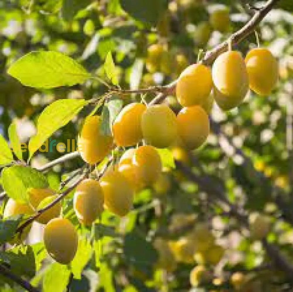 Mirabelle Plum Seeds for Fruit Planting Perennial Spring Growth