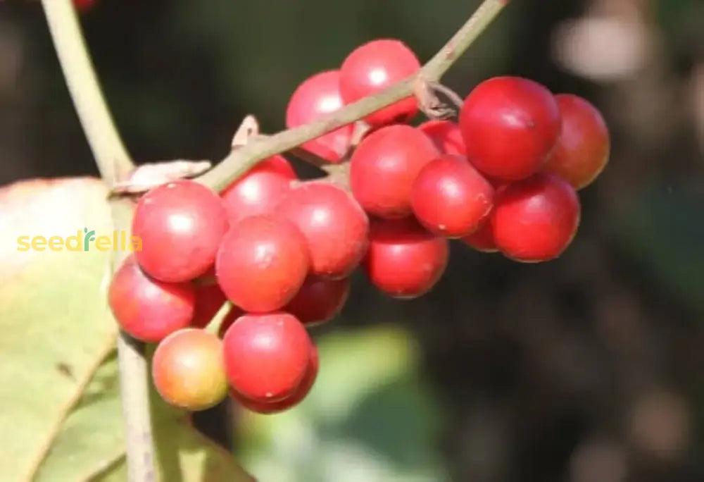 Sarsaparilla Nostrana Fruit Planting Seeds - Grow Delicious Fruit at Home