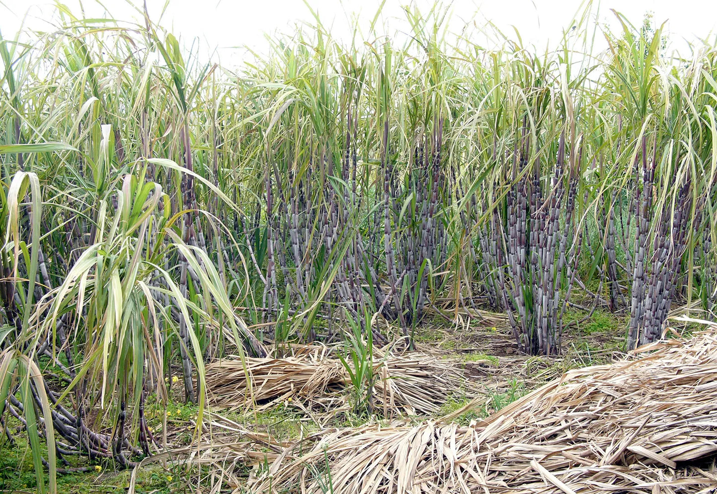 Sugarcane Seeds for Sweet Harvest: Easy Planting Instructions