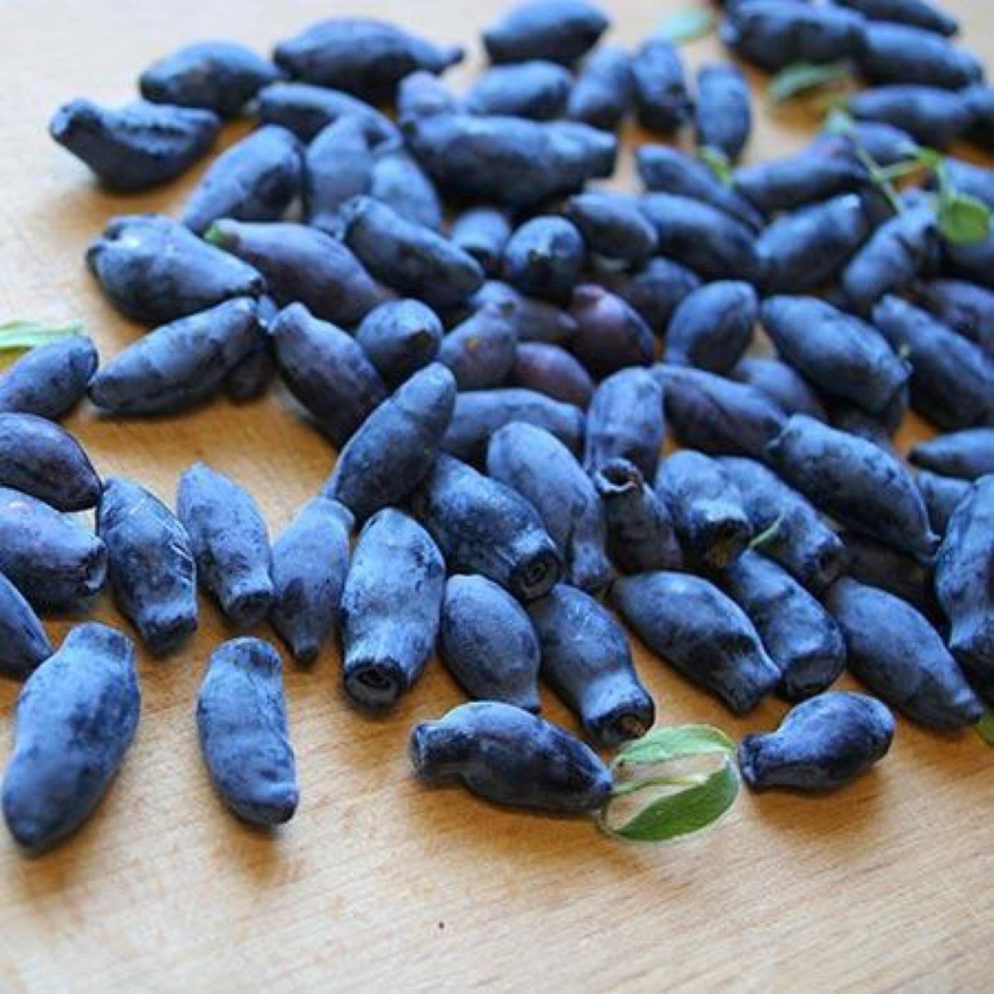 Lonicera Caerulea Seeds – Rare Honeyberry Fruit Plant for Garden