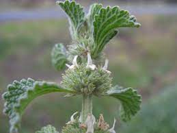 Ahorehound Plant Seeds - Premium Planting Pack for Your Garden