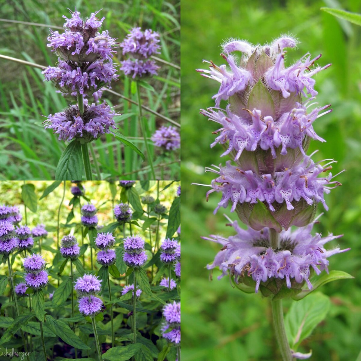 Purple Wood Mint (Blephilia ciliata) Downy Pagoda Horsemint Herb Flower Seeds