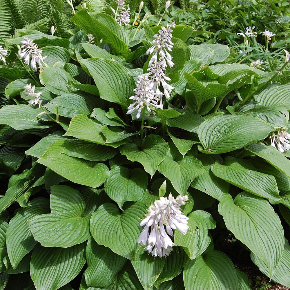 white plantain lily Plantain Lily Flower Seeds for Planting – Heirloom, Non-GMO, Perennial – Pure Asia Seeds