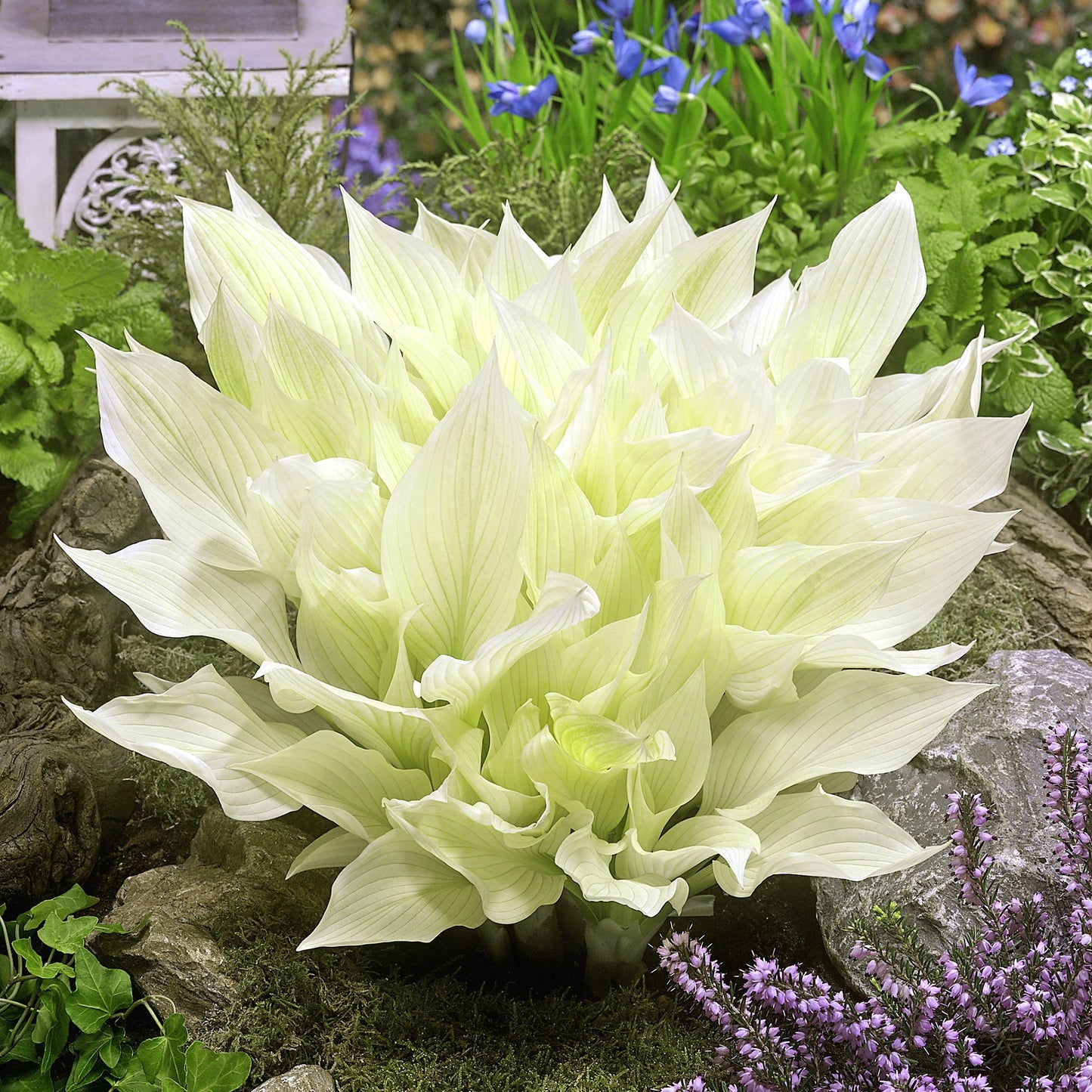 White Feather Hosta Plant Seeds