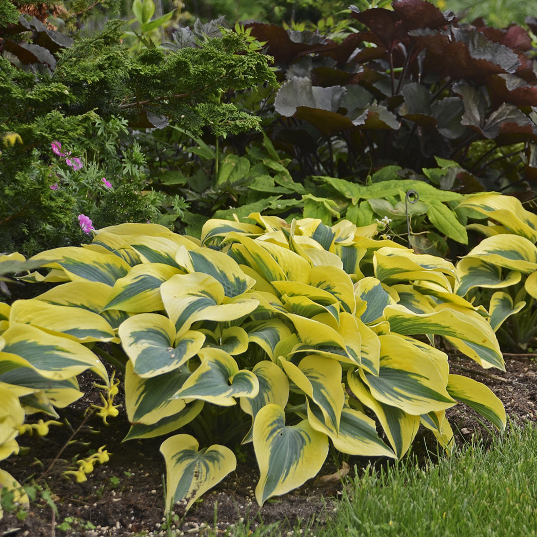 Herbstfrost Hosta Pflanzensamen