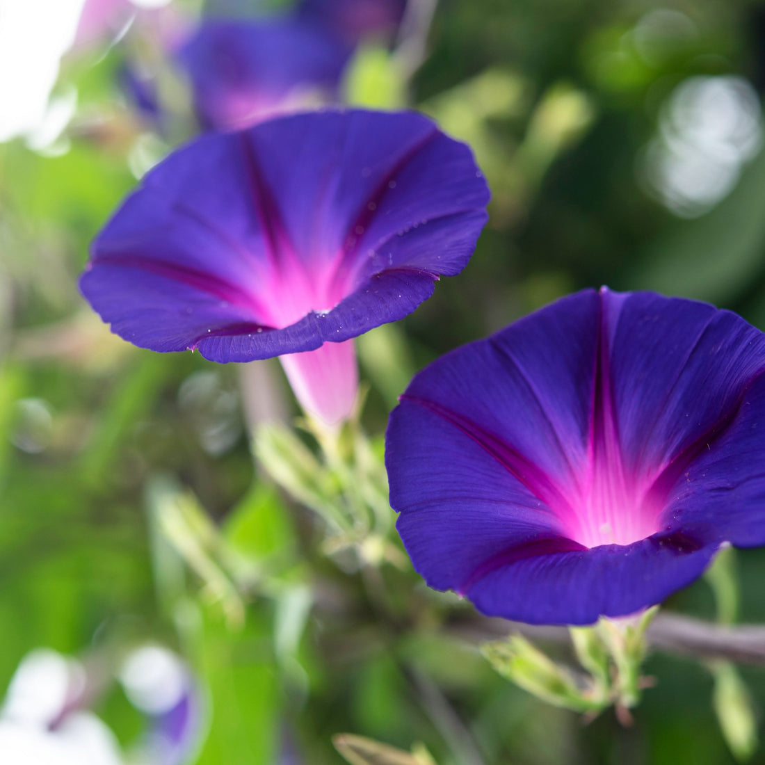 japanese morning glory seeds Japanese Morning Glory (Ipomoea nil) Flower Seeds for Planting – Heirl – Pure Asia Seeds