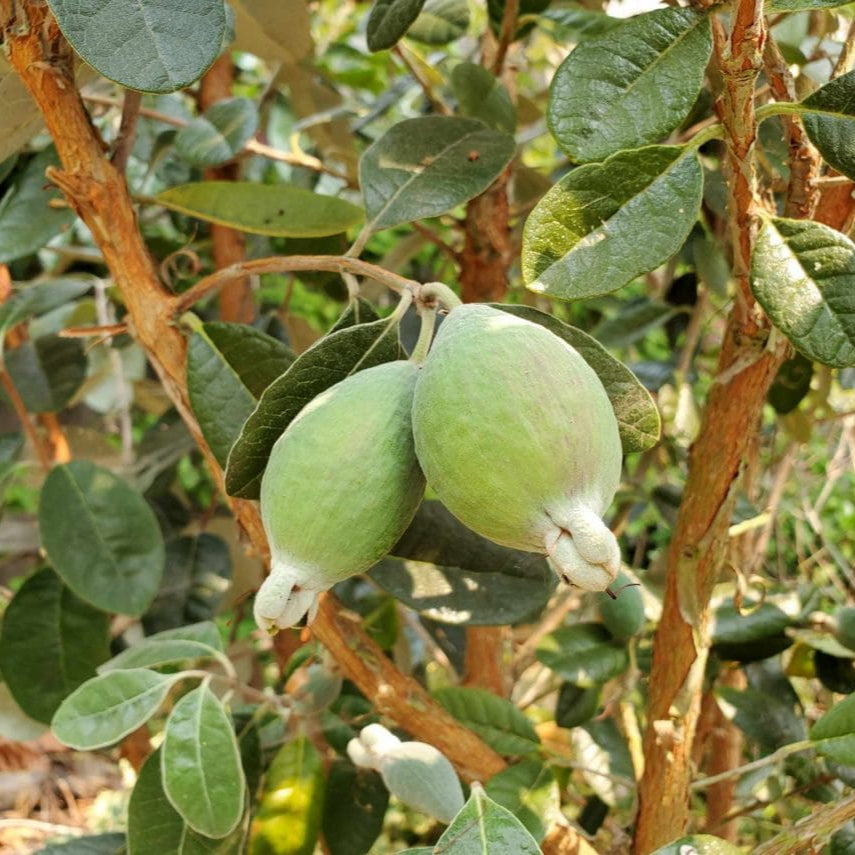Graines de fruit de goyave ananas